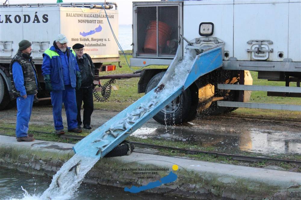 Haltelepítési beszámoló és előrejelzés