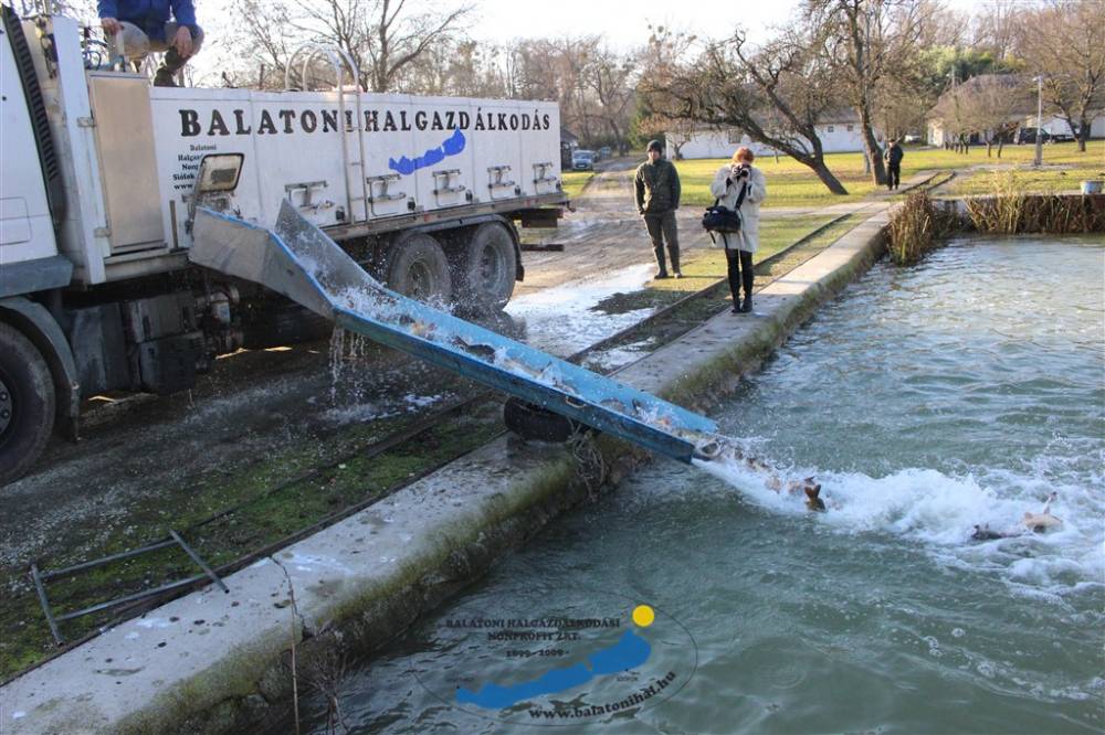 Haltelepítési beszámoló és előrejelzés