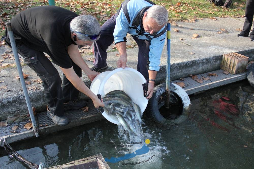 Haltelepítési beszámoló és élőrejelzés