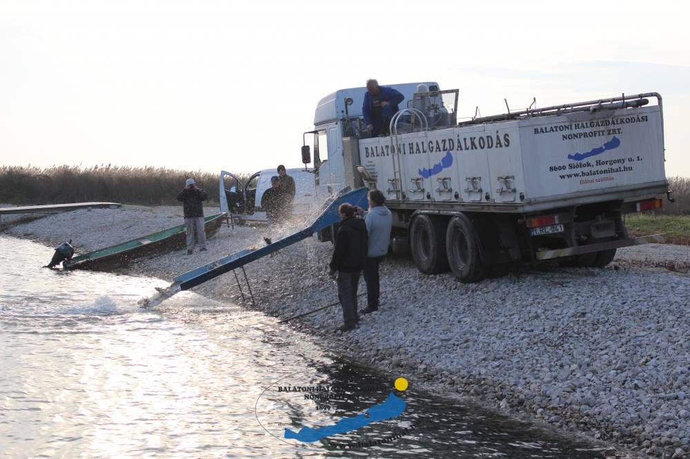 Haltelepítési beszámoló és előrejelzés