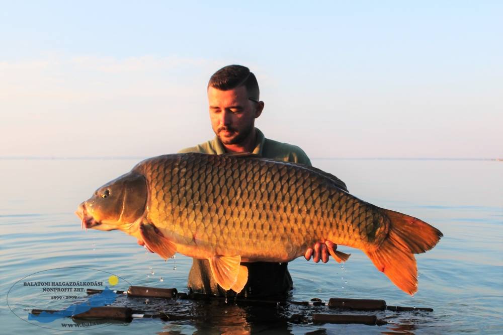 Az ellopott kapitális ponty visszakerült a Balatonba