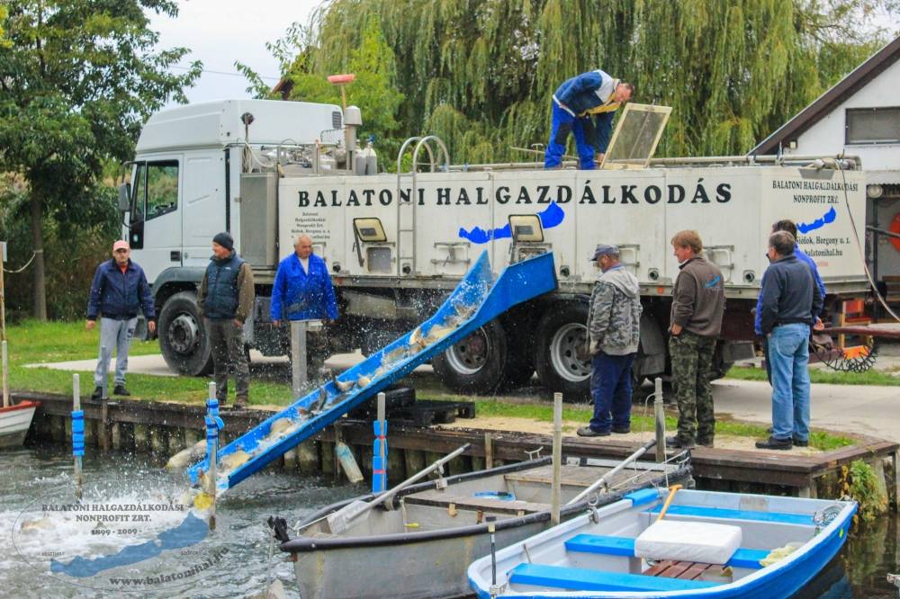 Haltelepítési beszámoló és előrejelzés