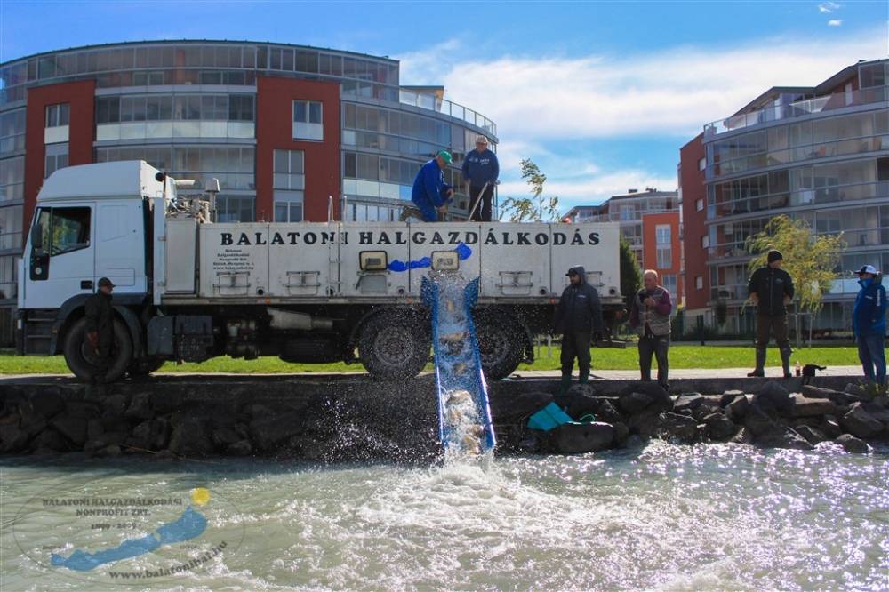 Haltelepítési beszámoló és előrejelzés