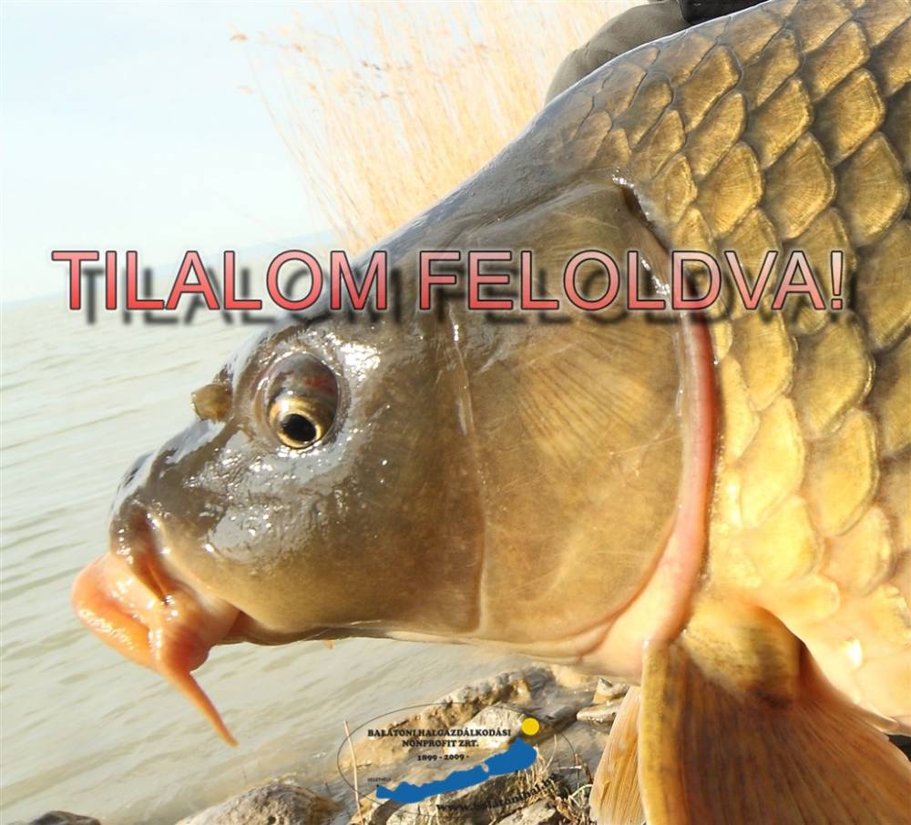 Idén is feloldották a balatoni pontytilalmat!
