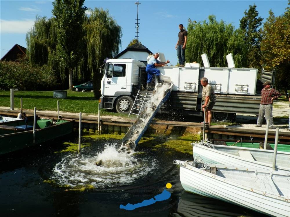 Haltelepítési beszámoló