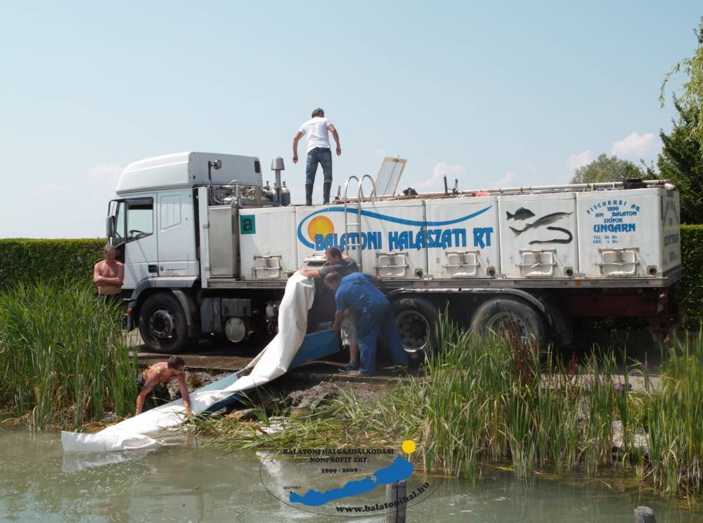 3280 kg háromnyaras pontyot telepítettünk a Balatonba Balatonkenesén. 