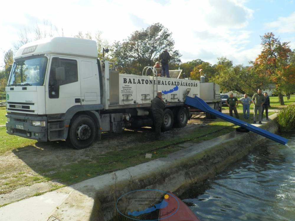 Haltelepítési beszámoló és előrejelzés