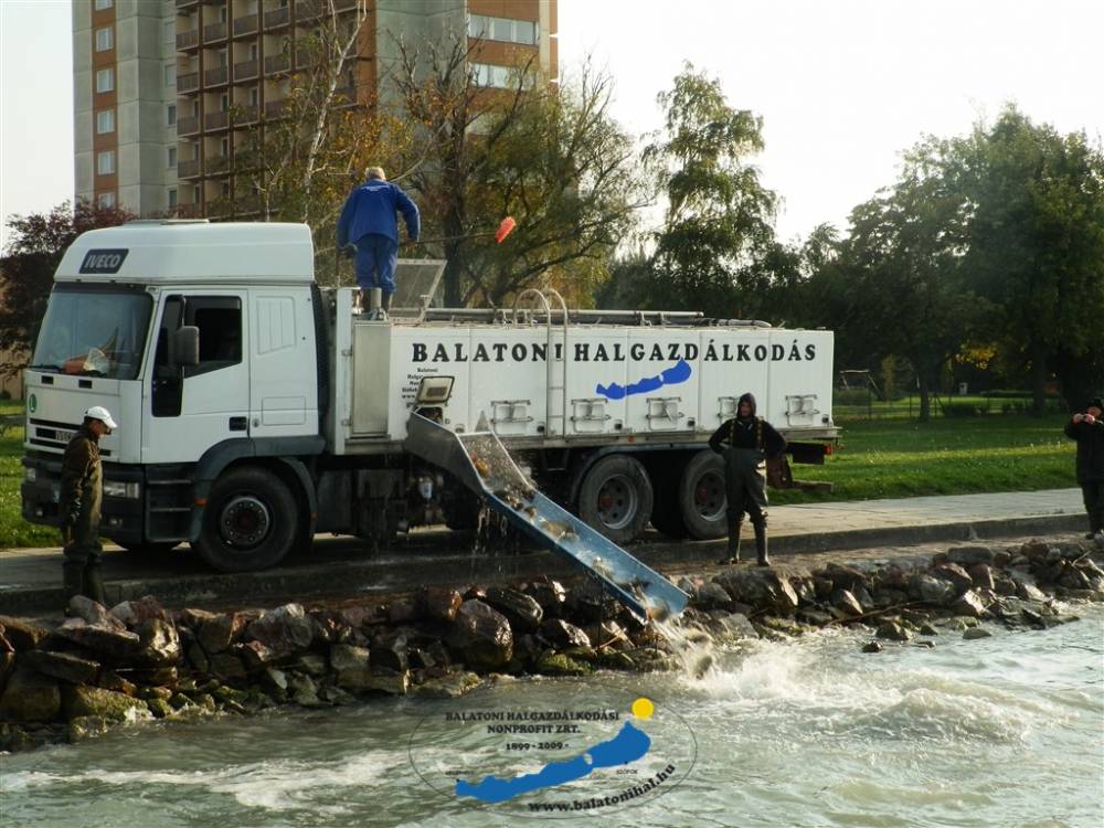 Haltelepítési beszámoló és előrejelzés