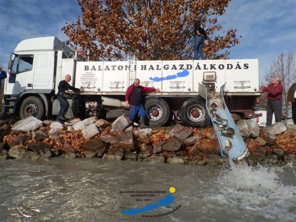 Haltelepítési beszámoló és előrejelzés