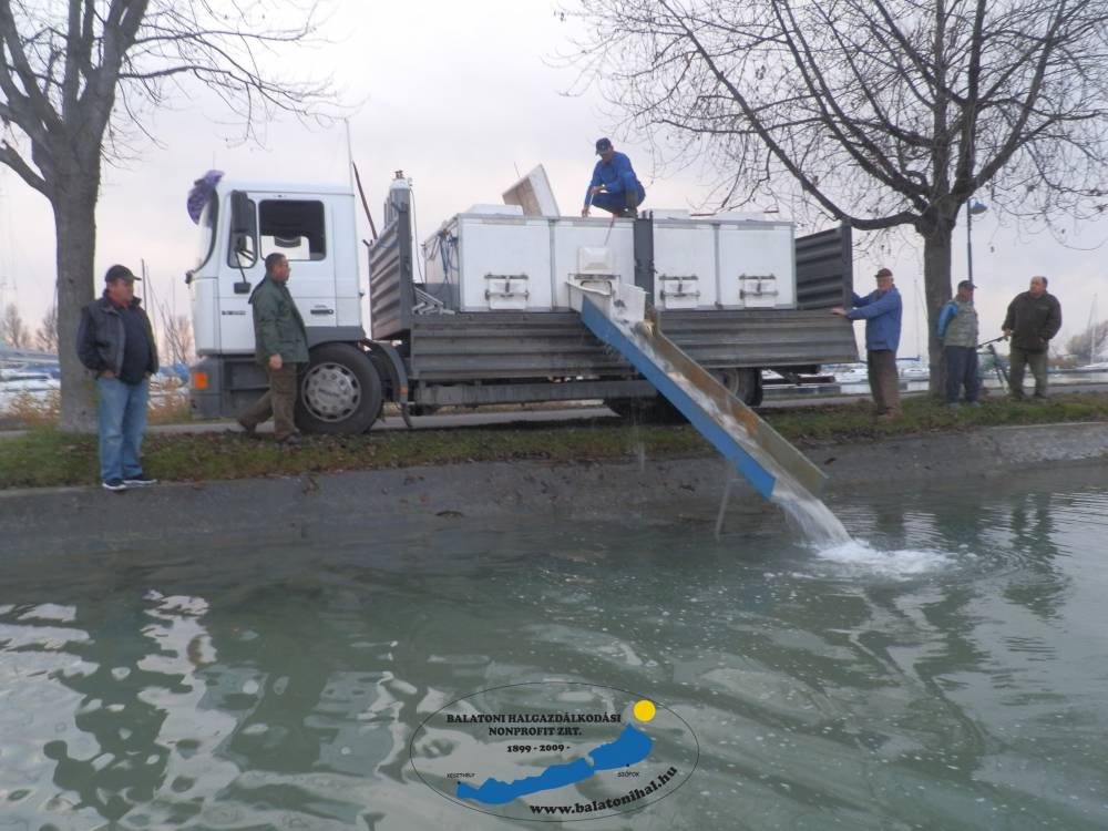 Haltelepítési beszámoló és előrejelzés