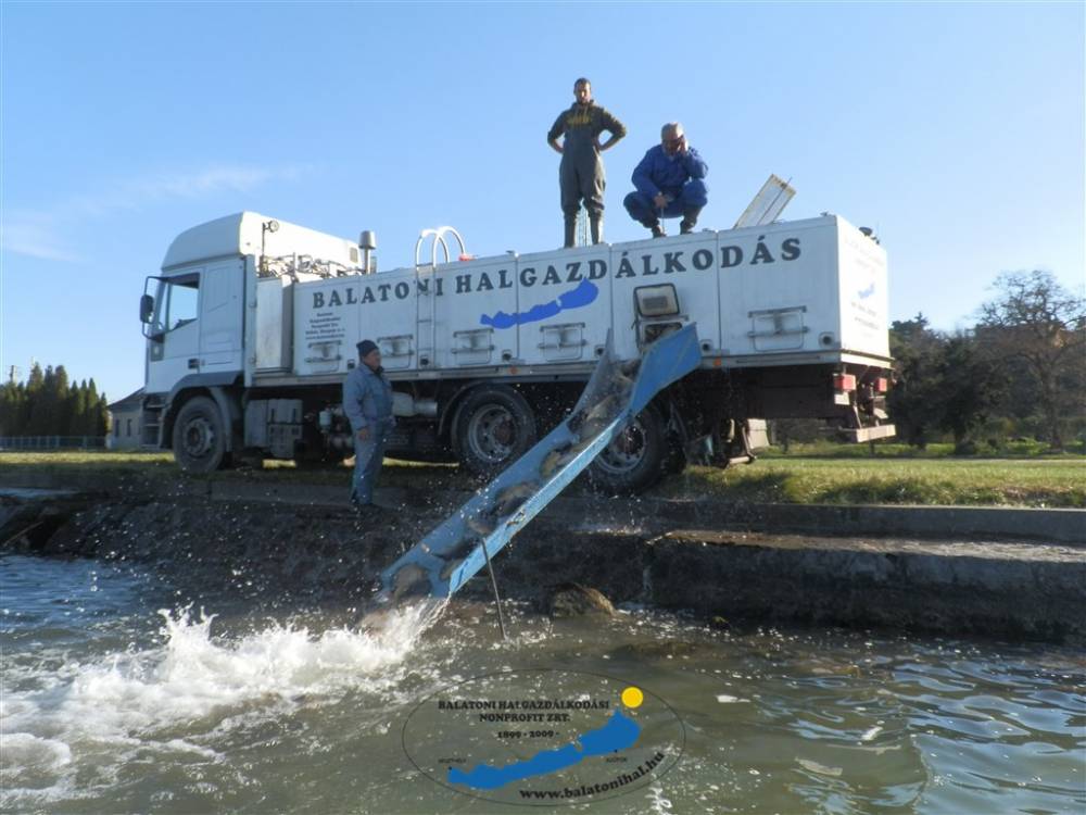 Haltelepítési beszámoló és előrejelzés