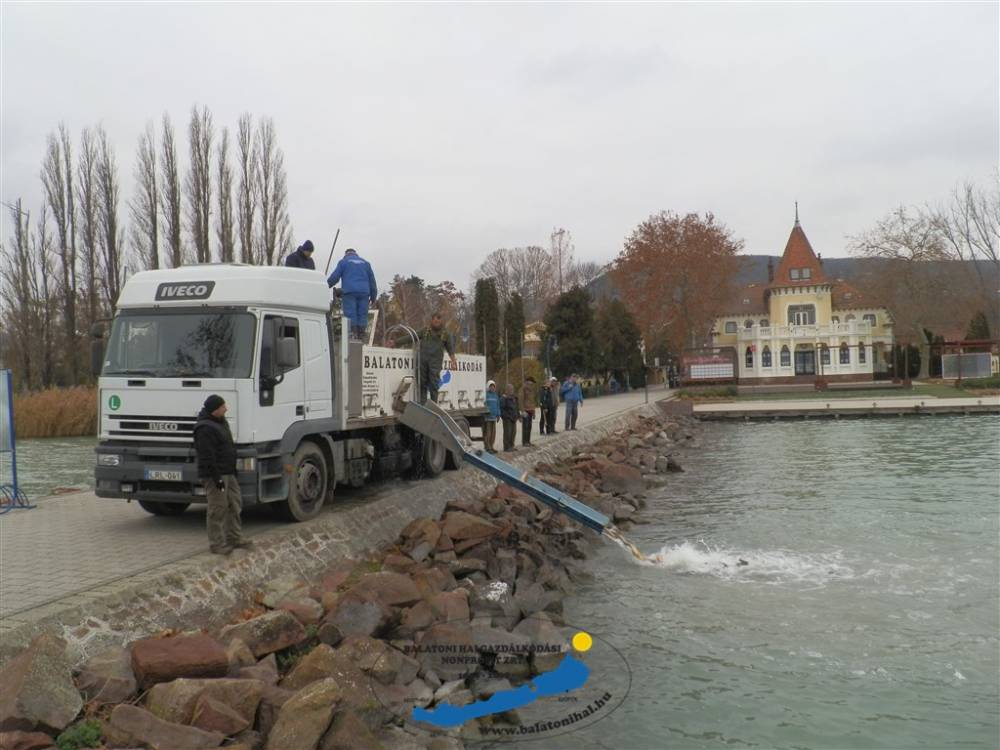 Haltelepítési beszámoló és előrejelzés