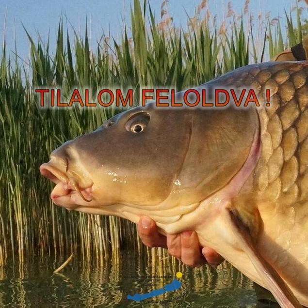A pontytilalmat idén is feloldották a Balatonon!