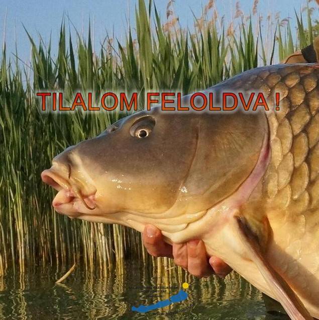Idén sem lesz pontytilalom