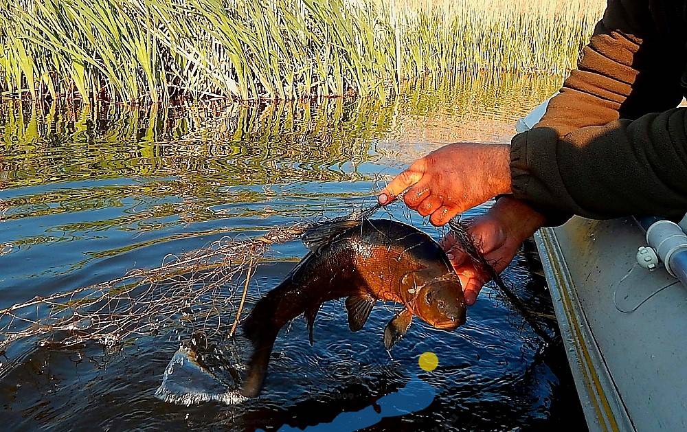 Halőrzési hírek - az első fél év tapasztalatai