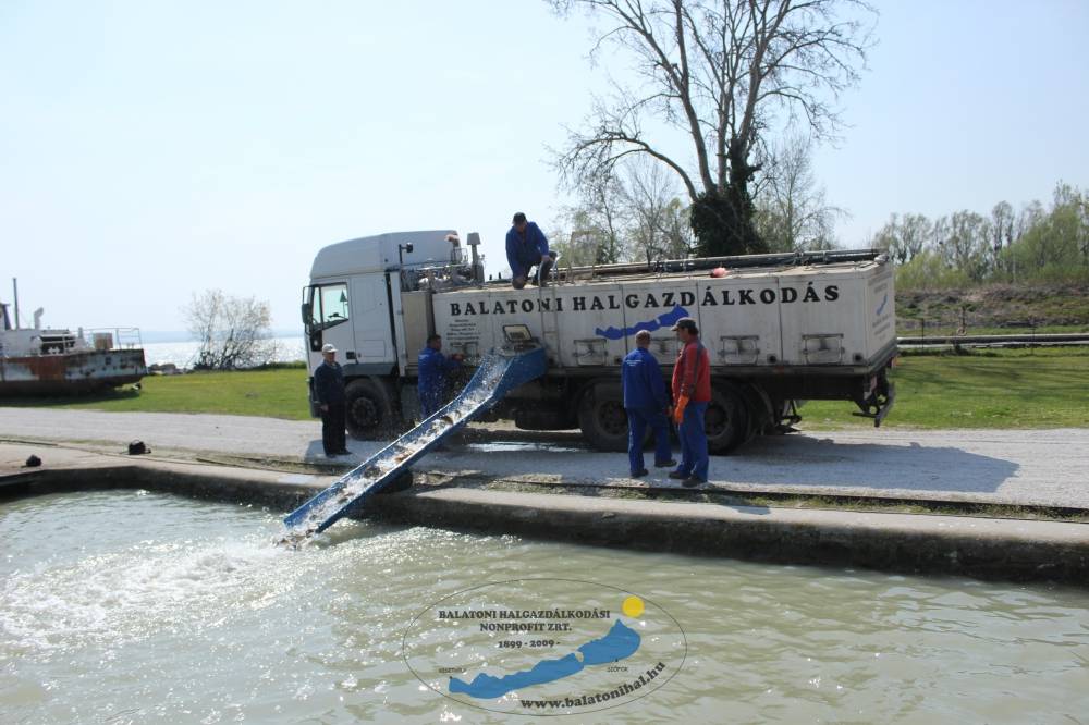 Haltelepítési beszámoló és előrejelzés