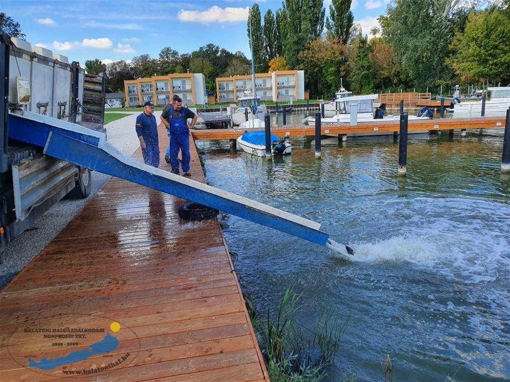 Haltelepítési beszámoló és előrejelzés