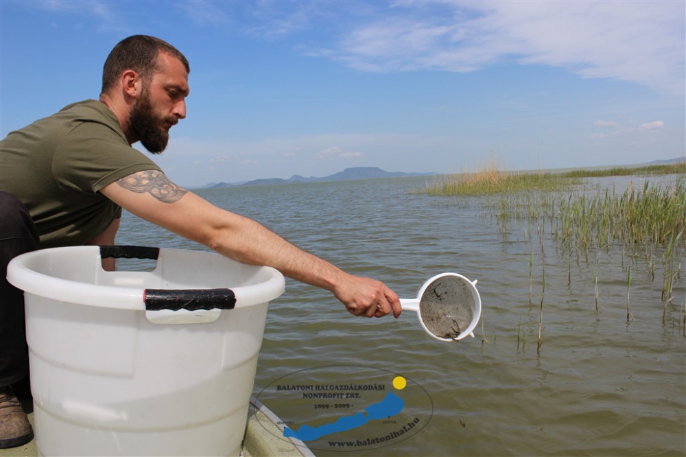 Előnevelt csuka telepítése a Balatonon