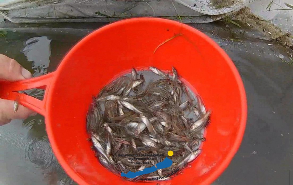 Előnevelt süllő halászata Balatonföldvár